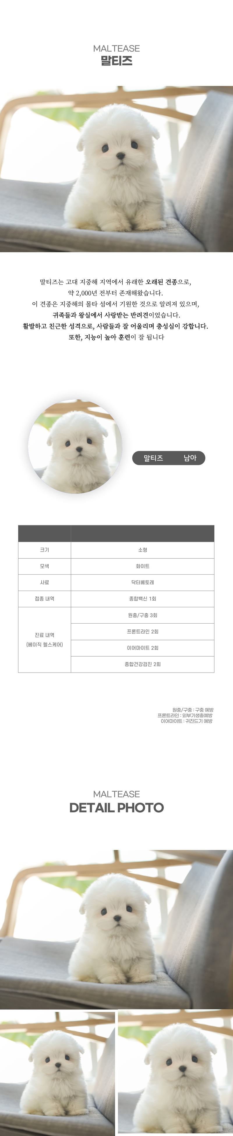 말티즈_상세이미지_2