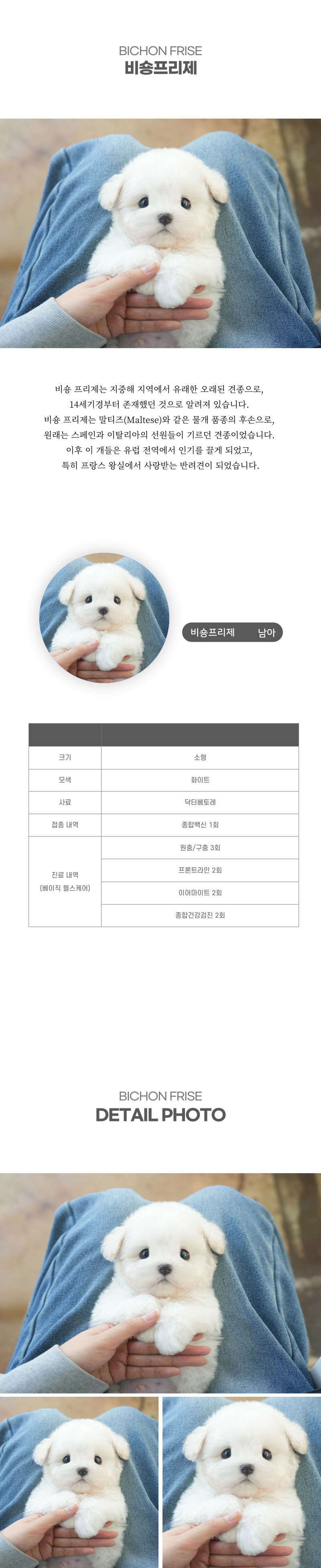 미니비숑_상세이미지_2