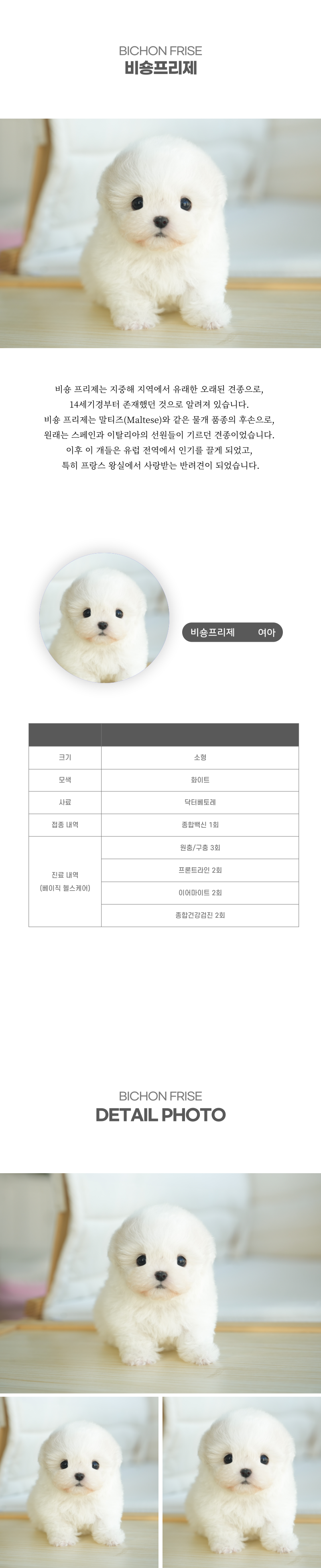 미니비숑_상세이미지_2