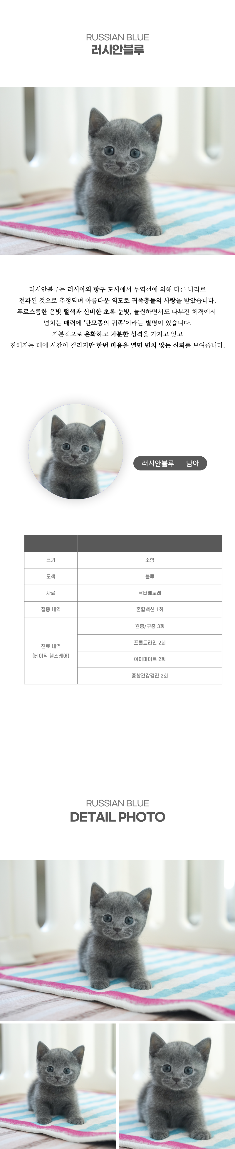 러시안블루_상세이미지_2