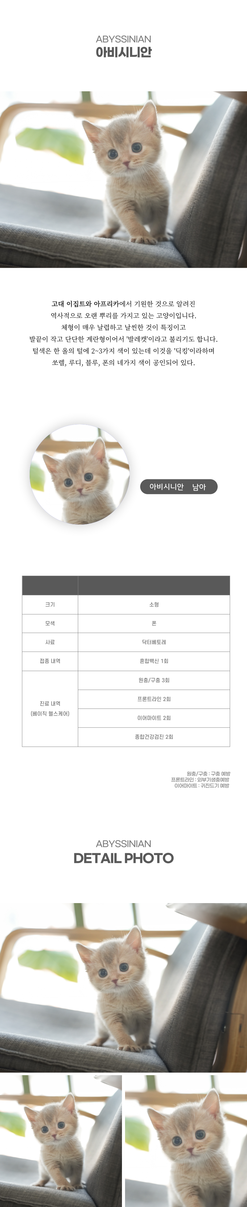아비시니안_상세이미지_2