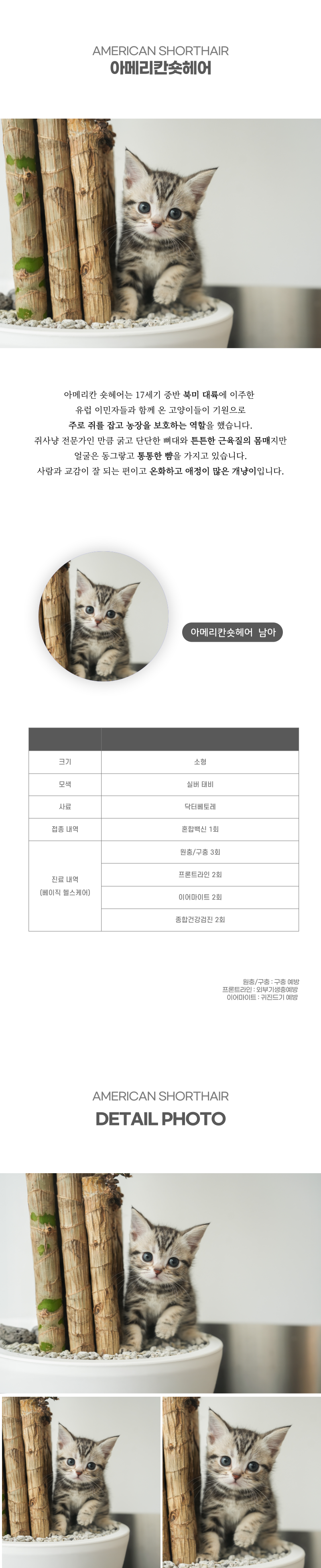 아메리칸숏헤어_상세이미지_2