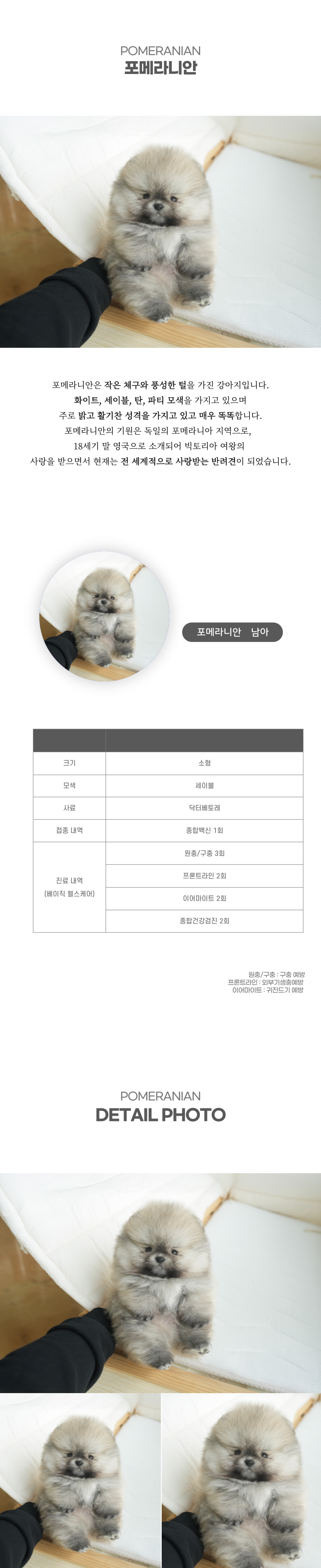 포메라니안_상세이미지_2