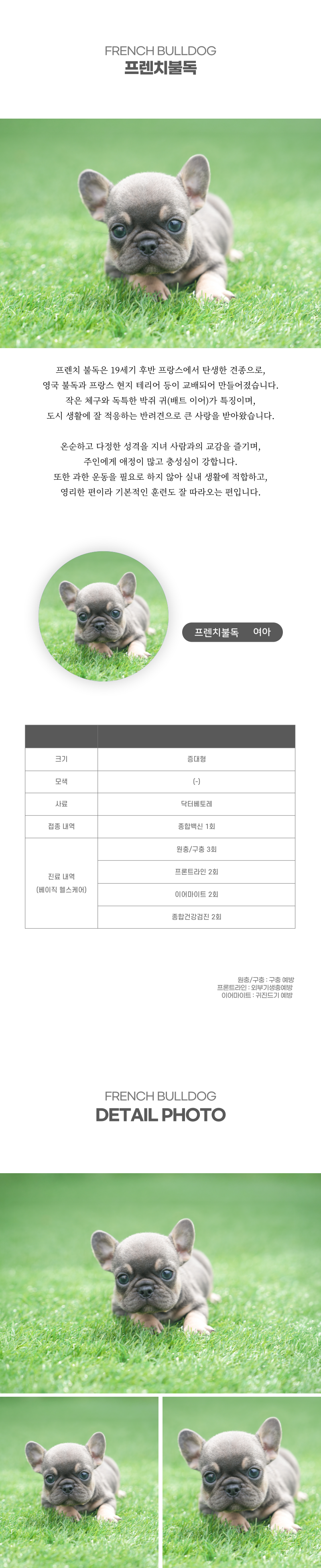 프렌치불독_상세이미지_2