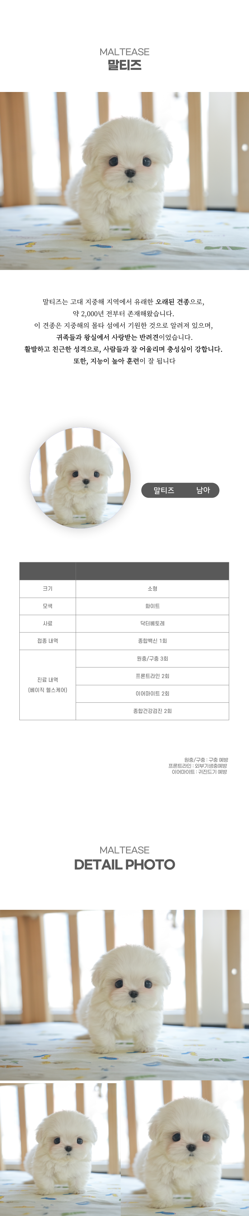 말티즈_상세이미지_2