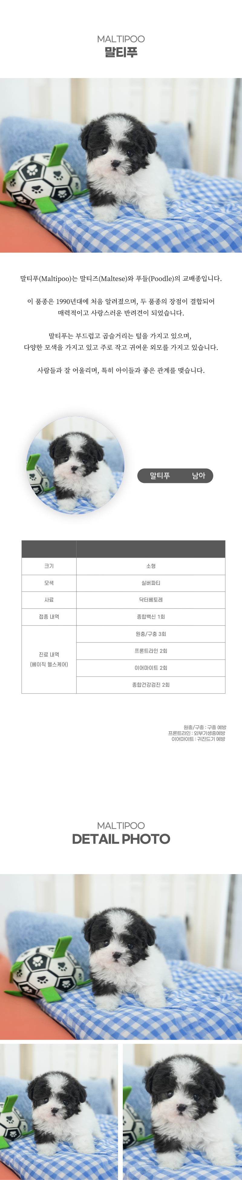 말티푸_상세이미지_2