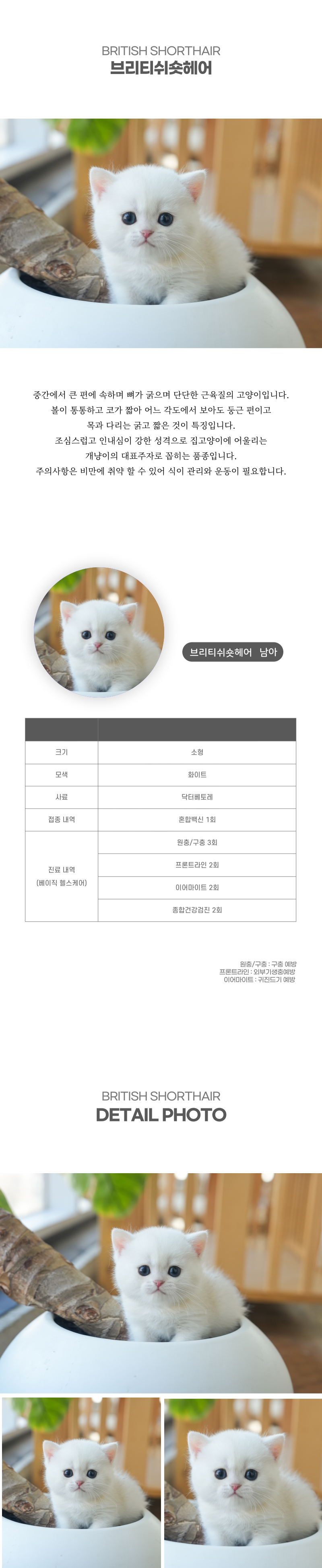 브리티쉬숏헤어_상세이미지_2