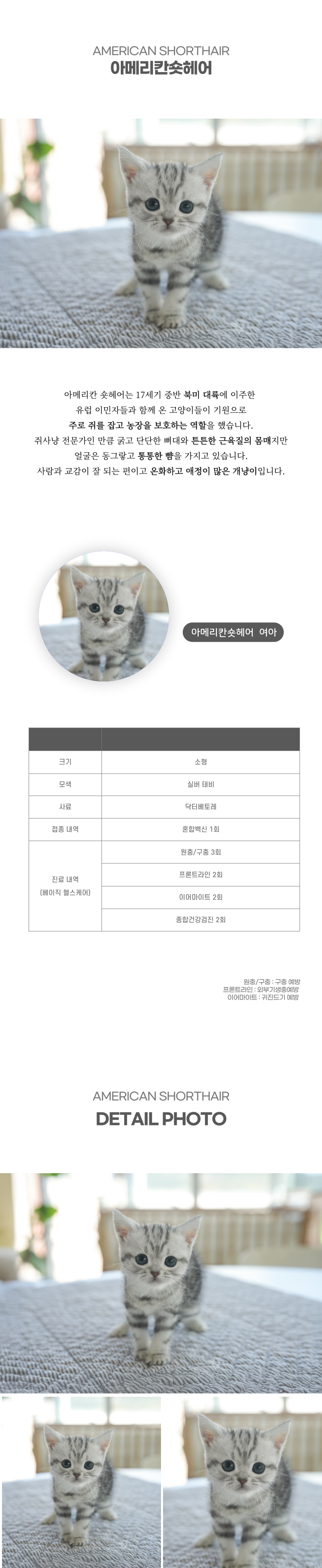 아메리칸숏헤어_상세이미지_2