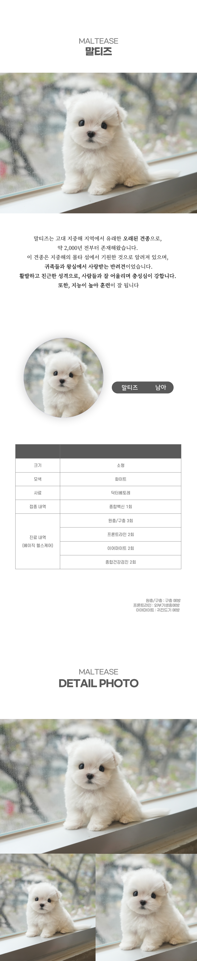 말티즈_상세이미지_2