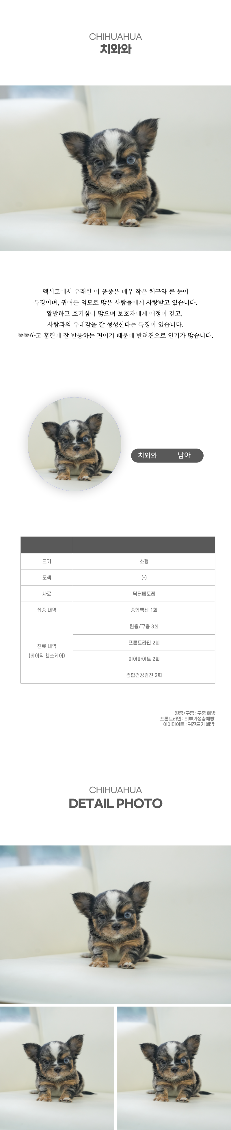 치와와_상세이미지_2