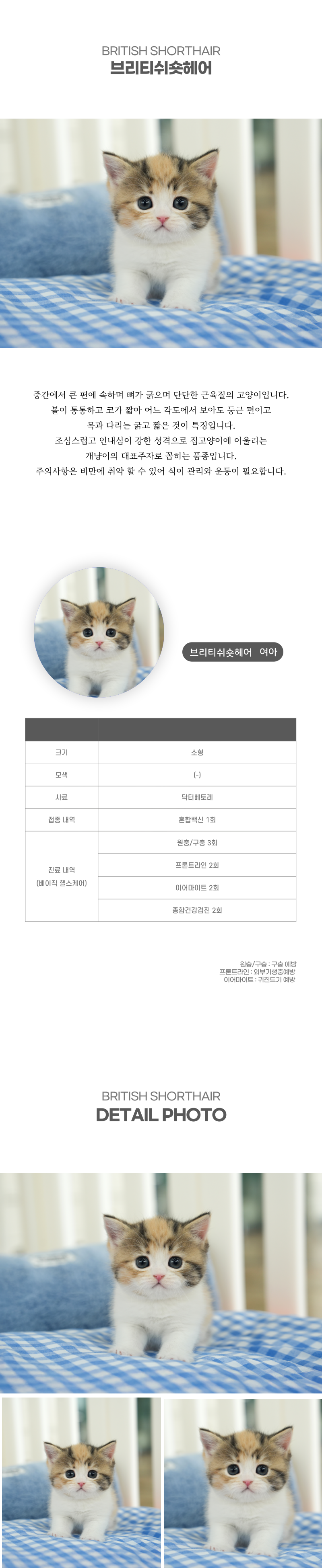 브리티쉬숏헤어_상세이미지_2