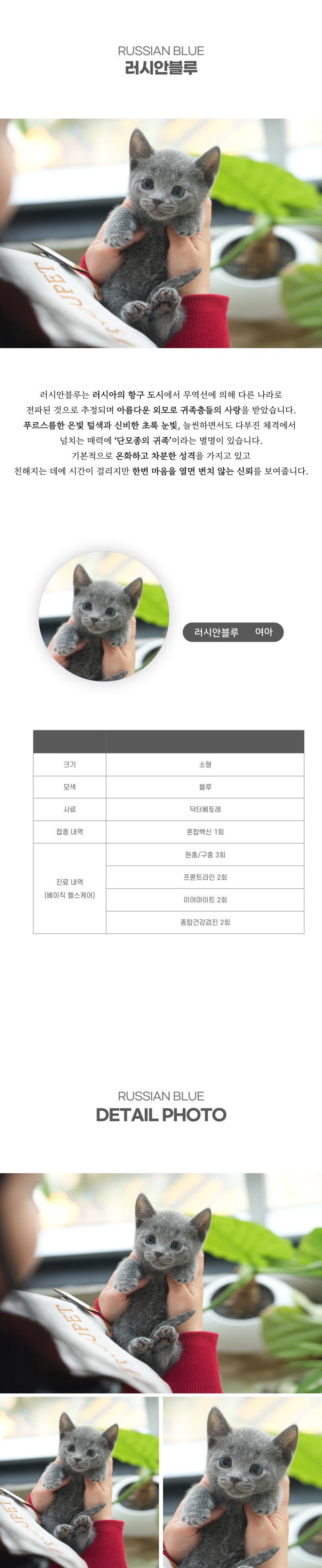 러시안블루_상세이미지_2