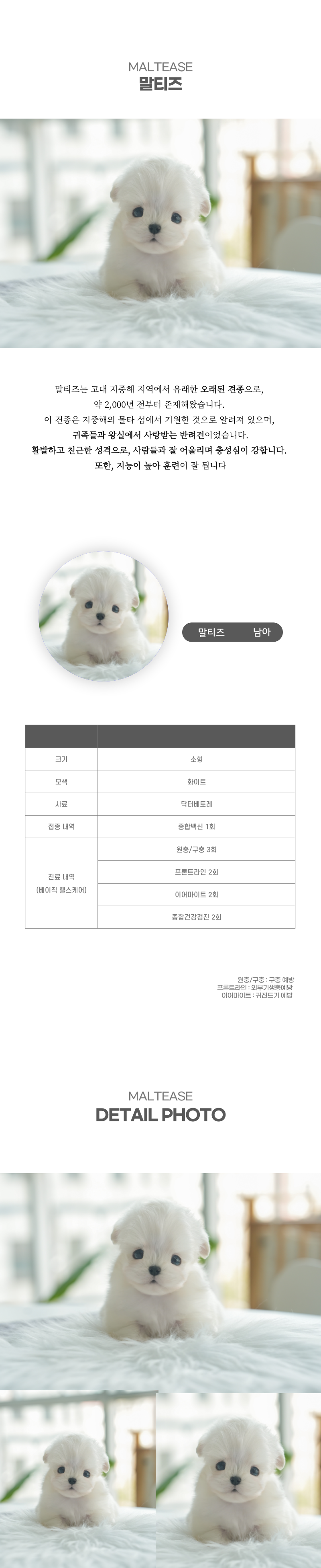 말티즈_상세이미지_2