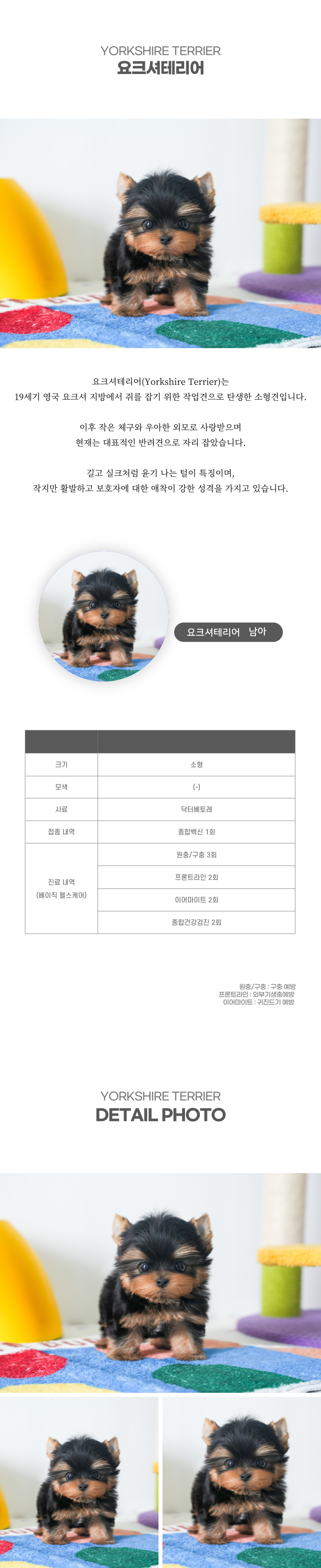 요크셔테리어_상세이미지_2