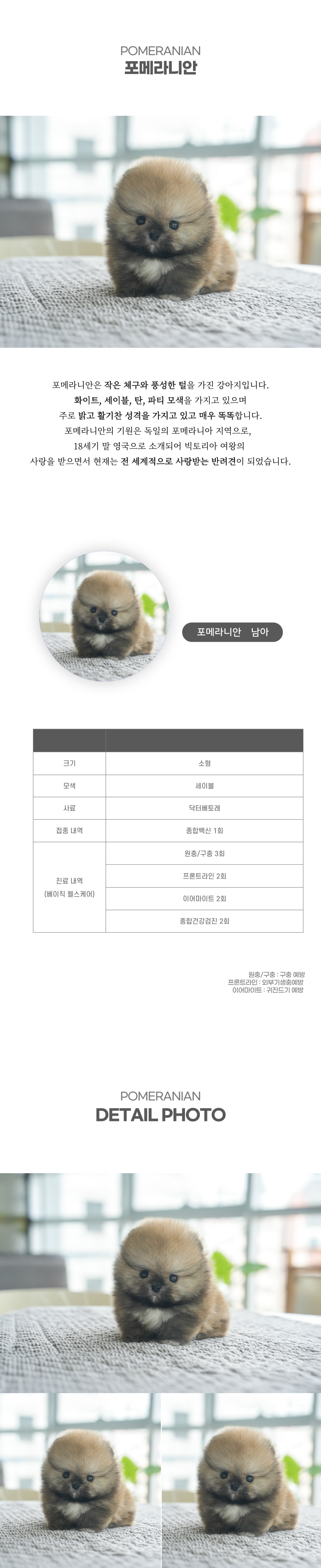 포메라니안_상세이미지_2