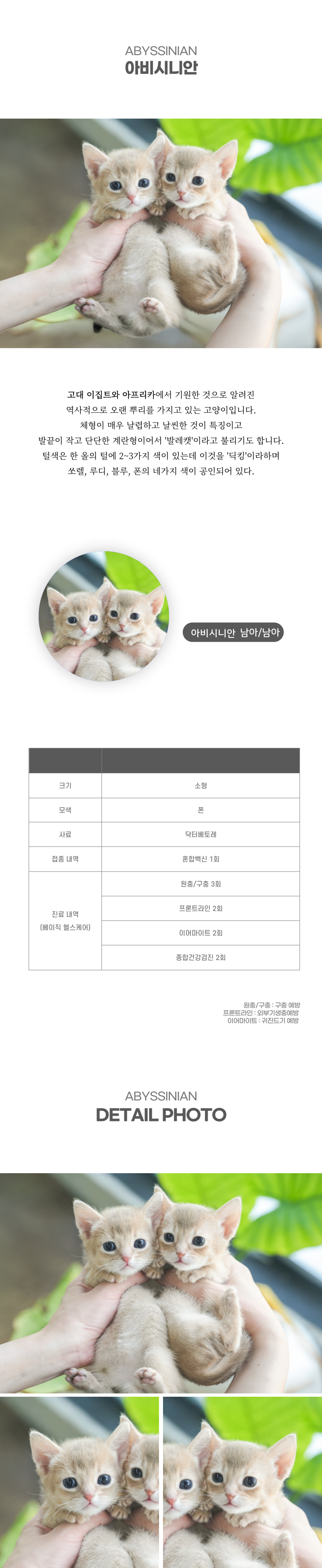 아비시니안_상세이미지_2