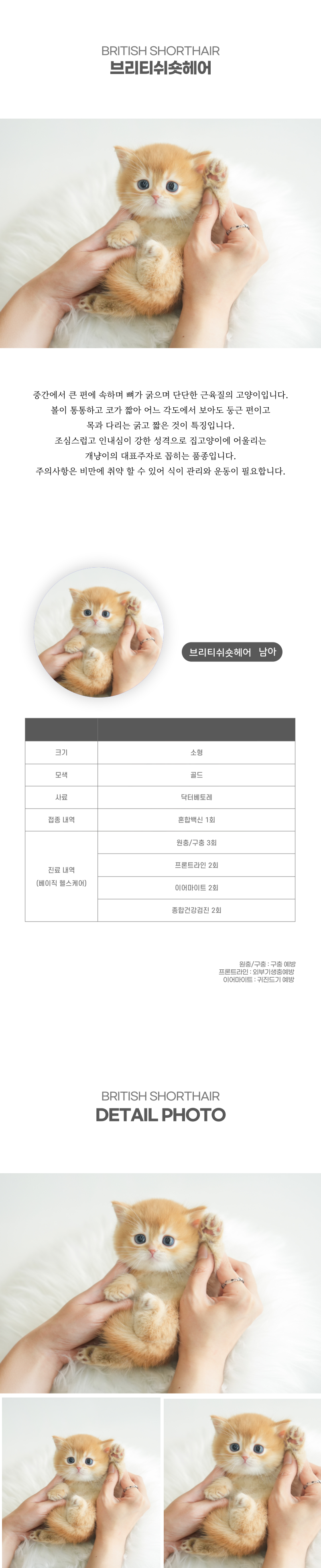 브리티쉬숏헤어_상세이미지_2