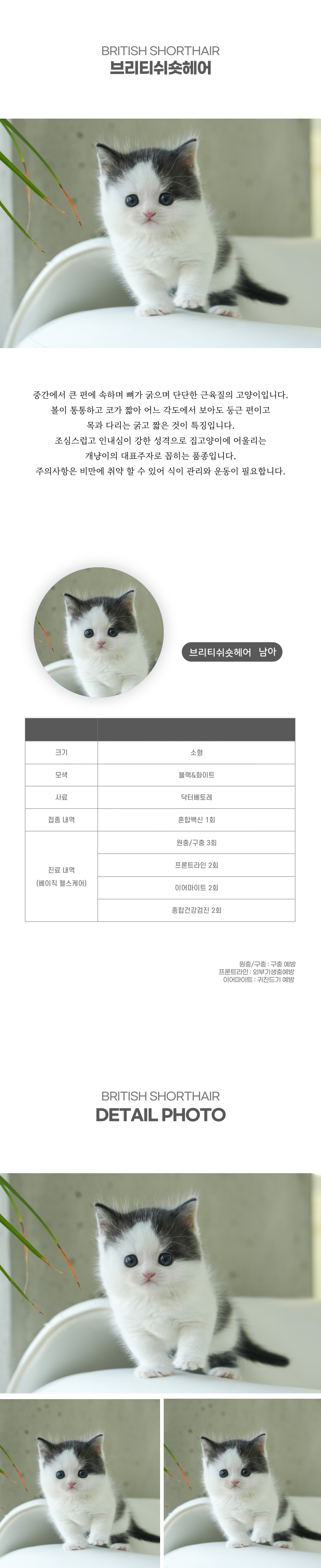 브리티쉬숏헤어_상세이미지_2