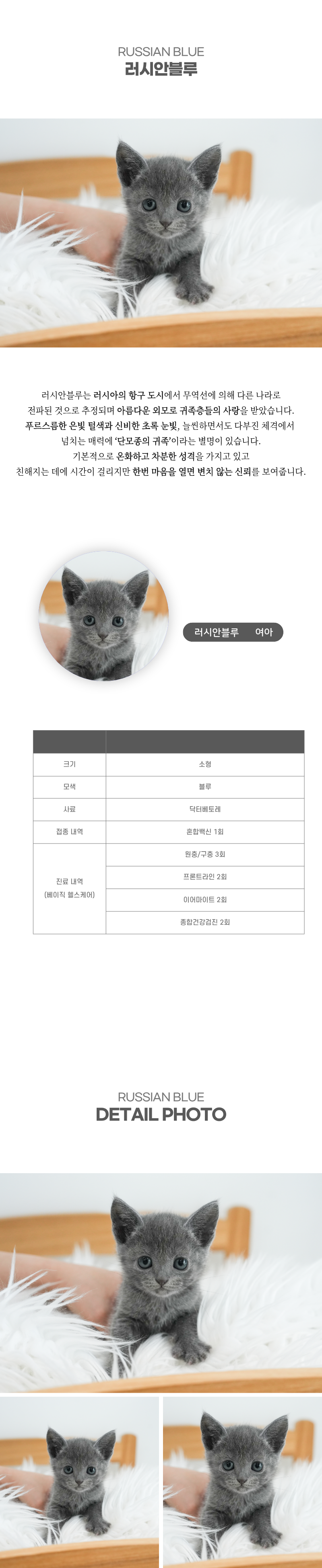 러시안블루_상세이미지_2
