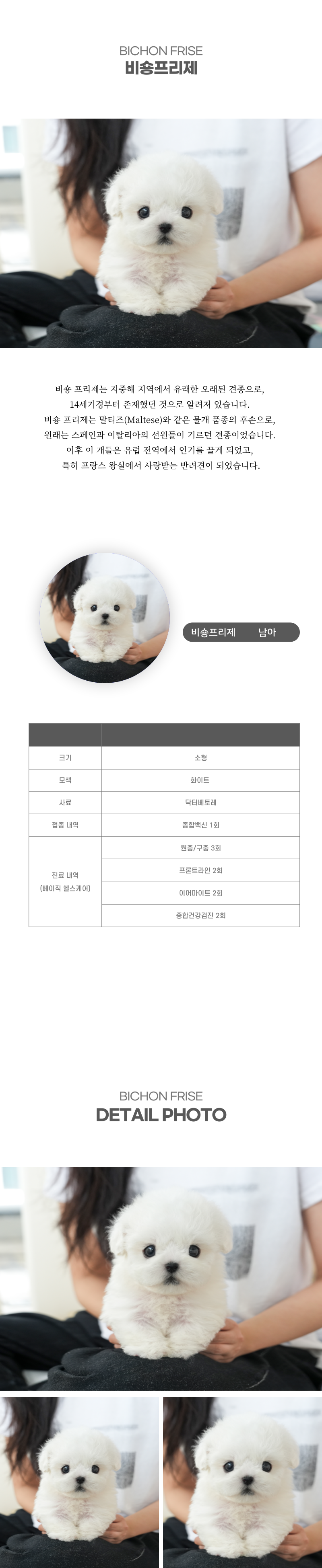 미니비숑_상세이미지_2