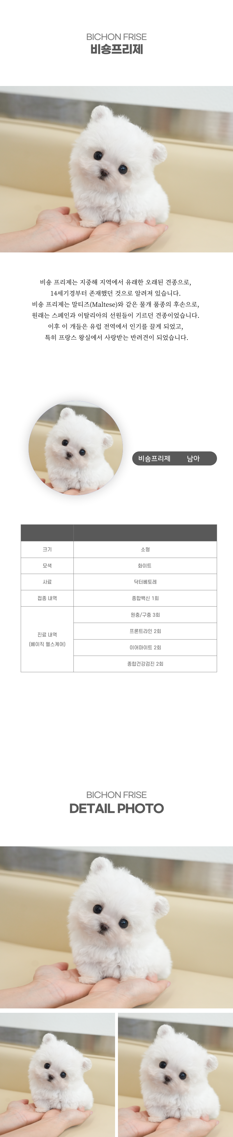 미니비숑_상세이미지_2
