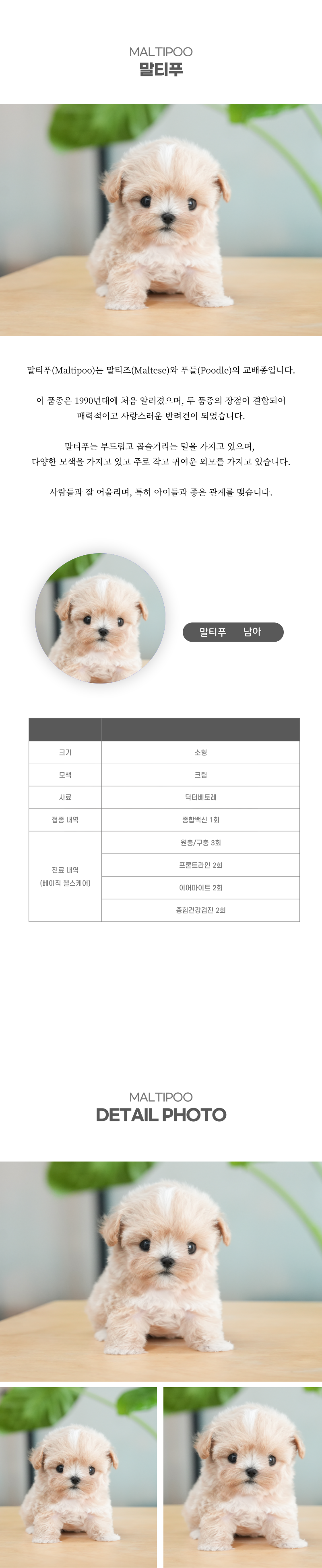 말티푸_상세이미지_2