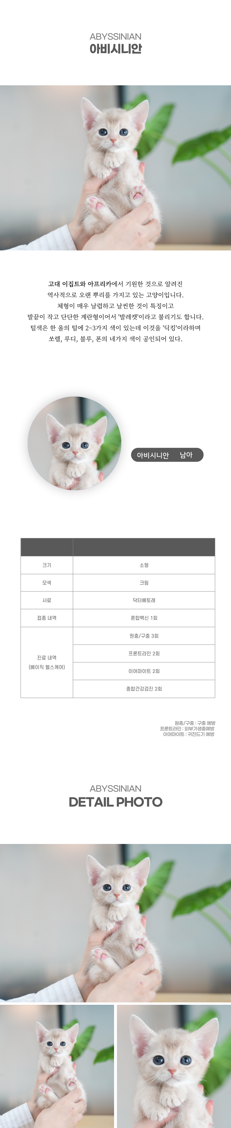 아비시니안_상세이미지_2