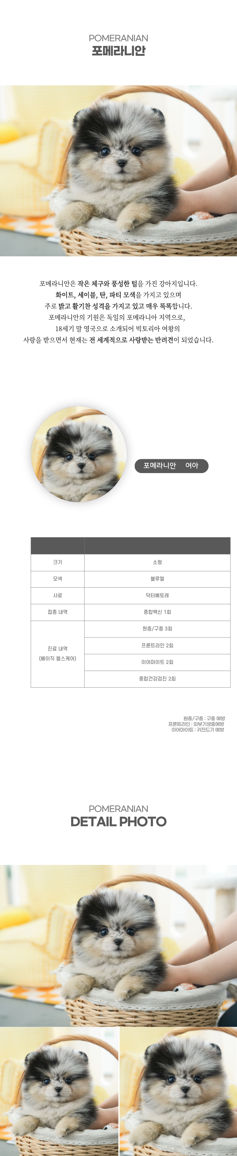 포메라니안_상세이미지_2