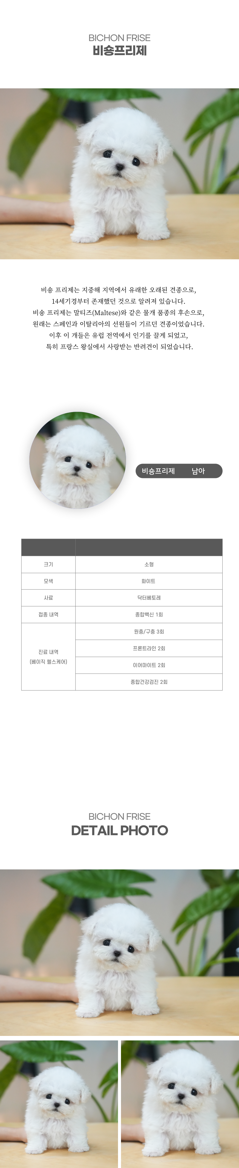 미니비숑_상세이미지_2