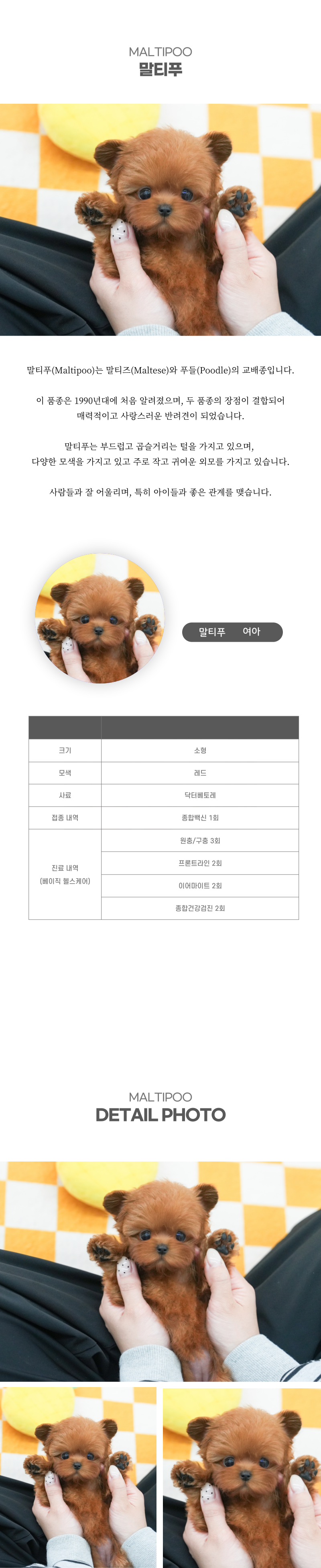 말티푸_상세이미지_2