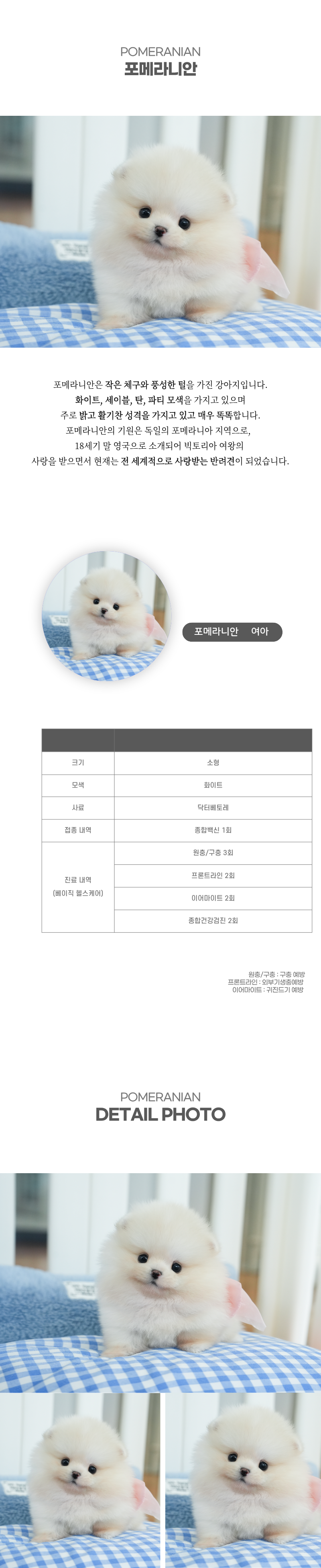 포메라니안_상세이미지_2