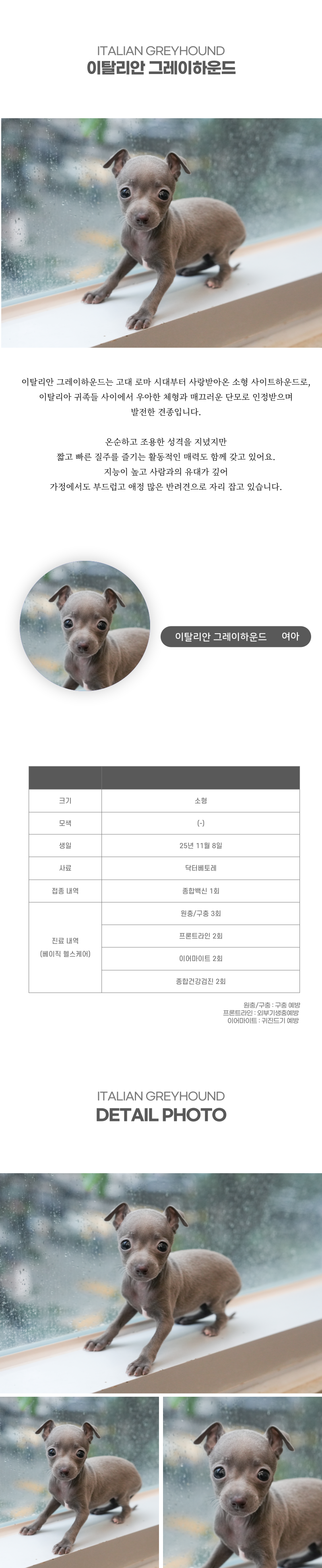 이탈리안그레이하운드_상세이미지_2