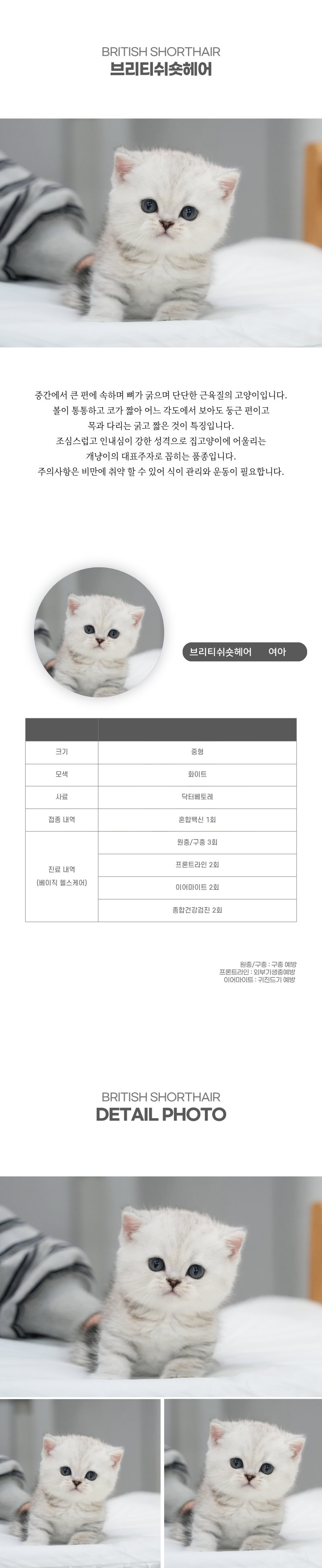 브리티쉬숏헤어_상세이미지_2