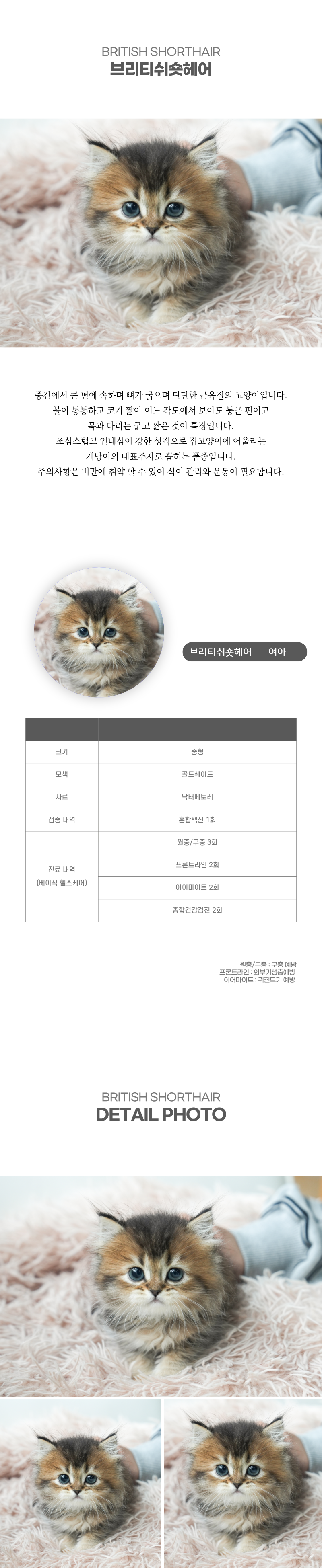 브리티쉬숏헤어_상세이미지_2
