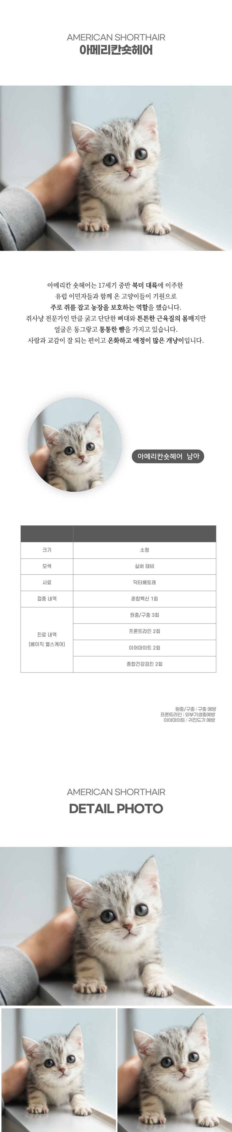 아메리칸숏헤어_상세이미지_2
