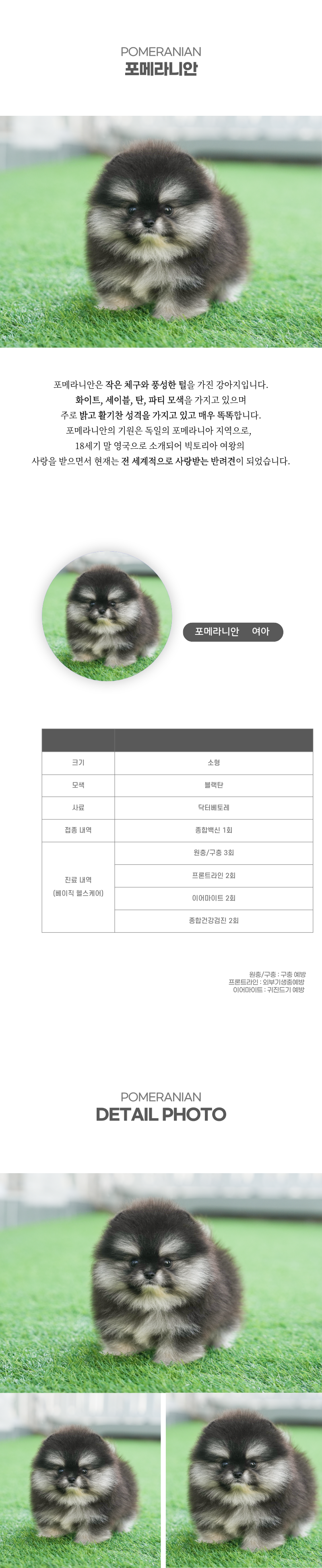 포메라니안_상세이미지_2