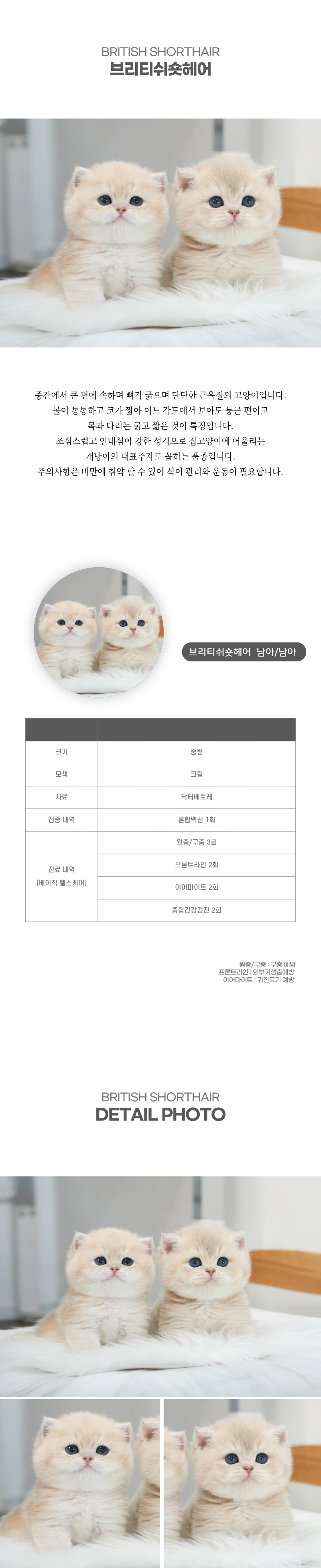 브리티쉬숏헤어_상세이미지_2