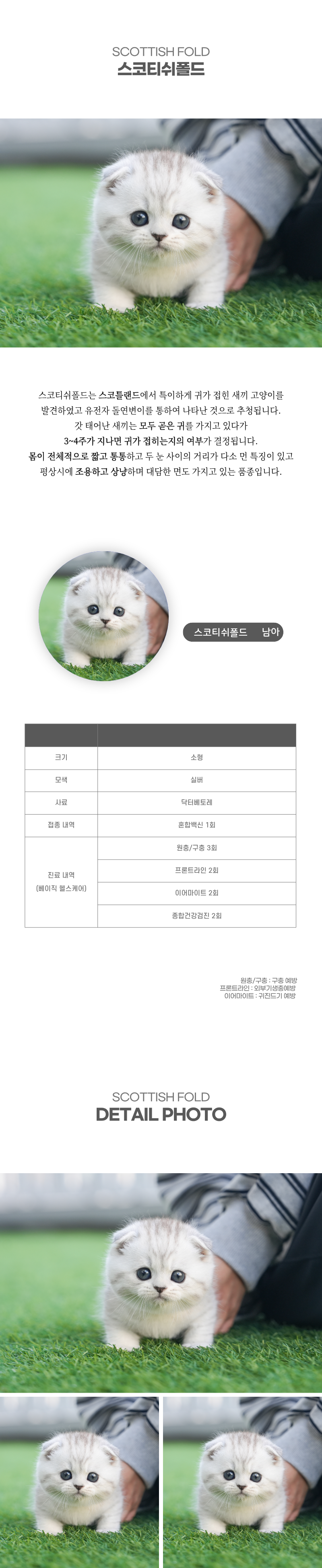 스코티쉬폴드_상세이미지_2