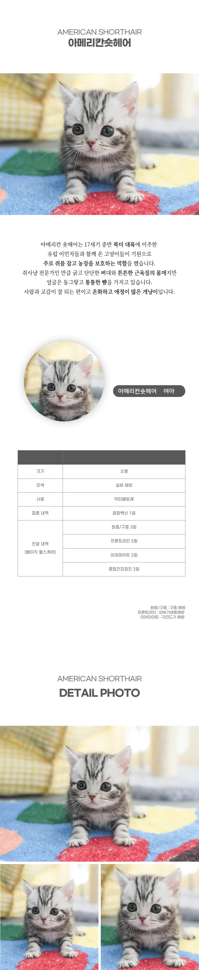 아메리칸숏헤어_상세이미지_2