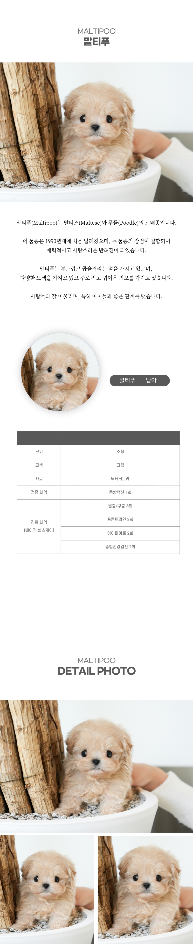 말티푸_상세이미지_2