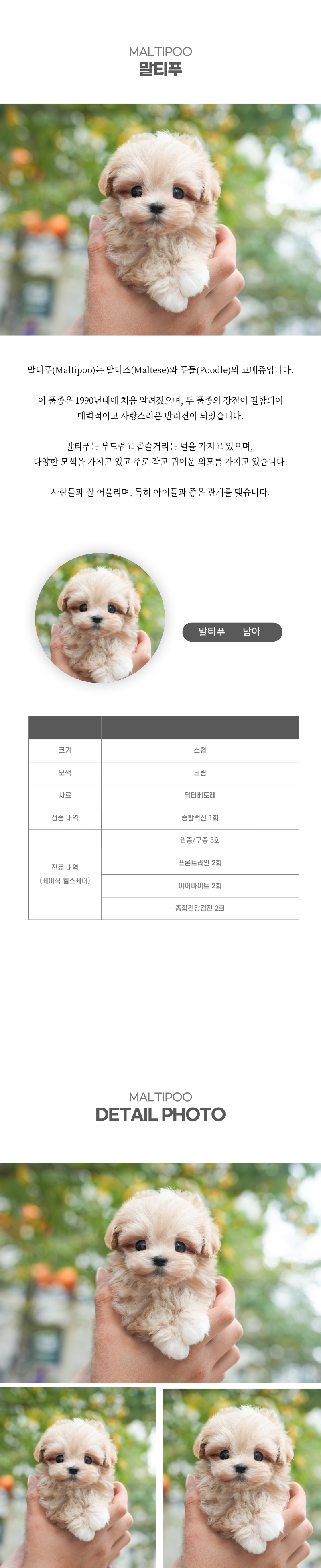말티푸_상세이미지_2
