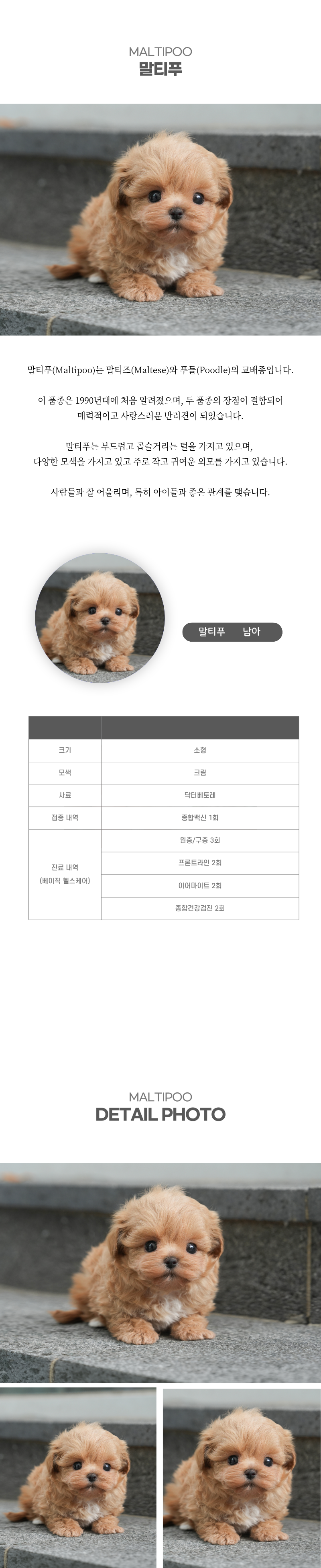 말티푸_상세이미지_2
