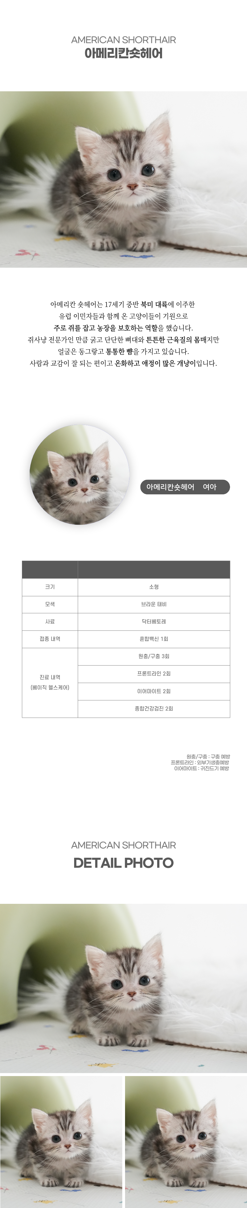 아메리칸숏헤어_상세이미지_2