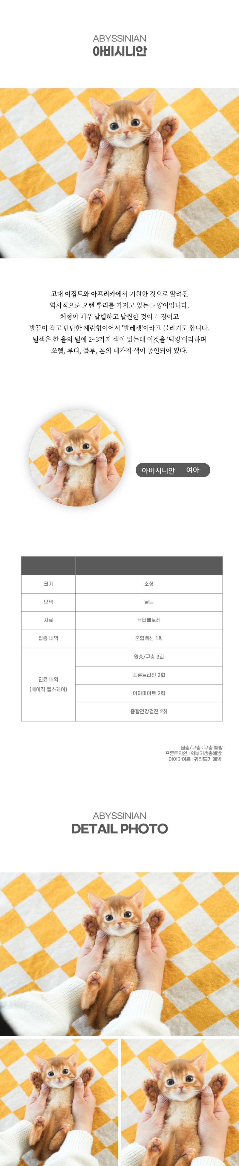 아비시니안_상세이미지_2