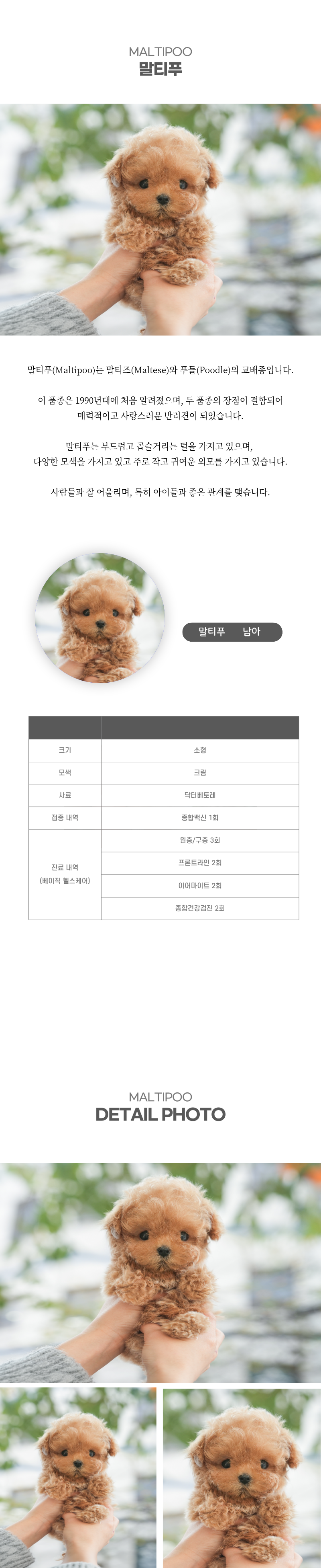 말티푸_상세이미지_2
