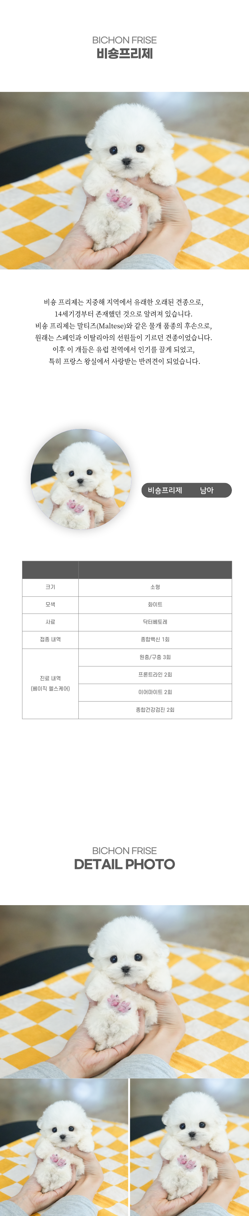 미니비숑_상세이미지_2