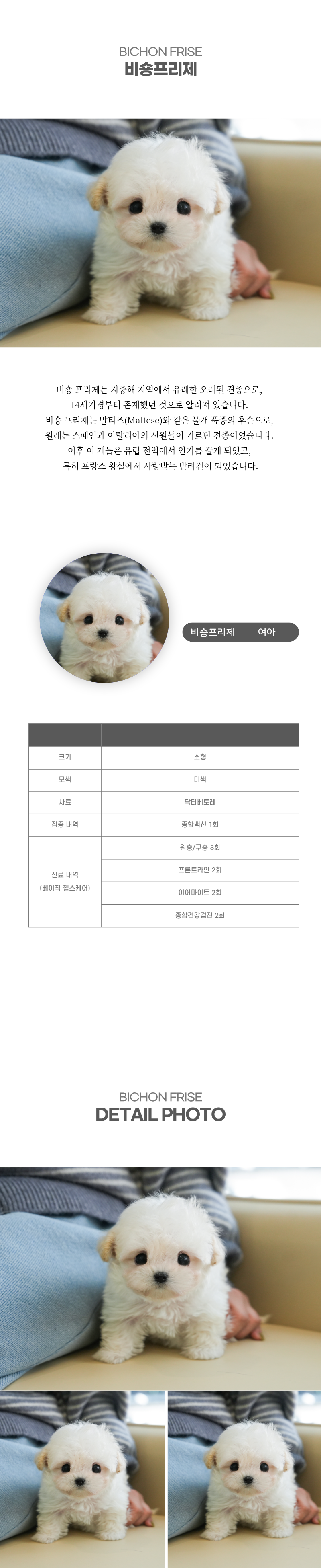 미니비숑_상세이미지_2