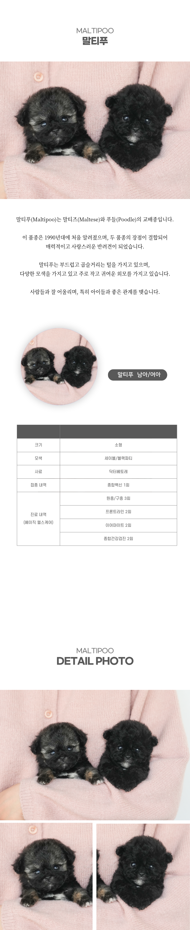 말티푸_상세이미지_2