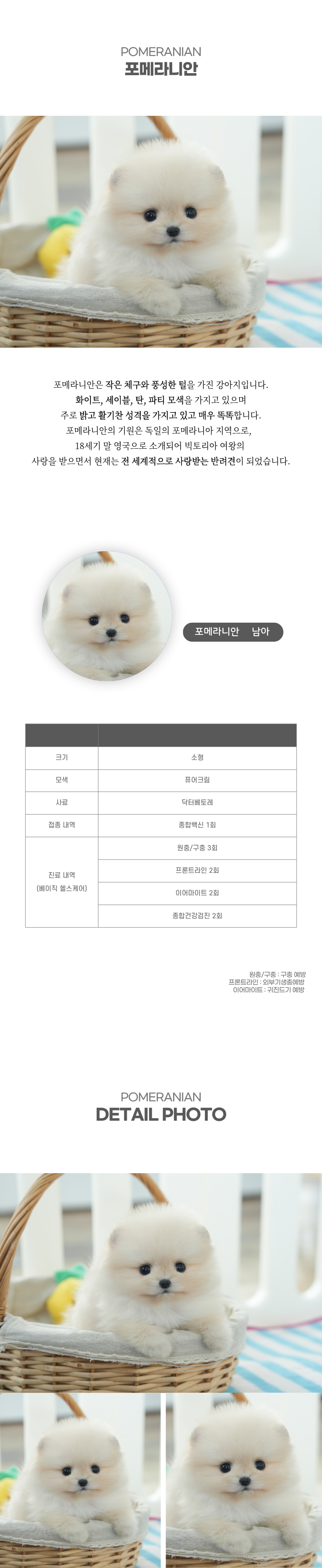 포메라니안_상세이미지_2