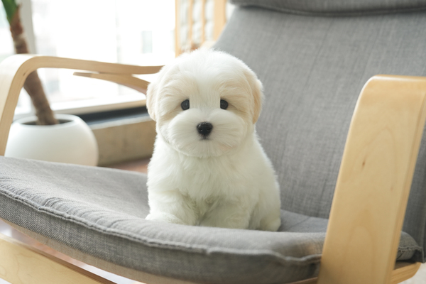 꼬똥_남아_v담비애견_0503260 복사.jpg